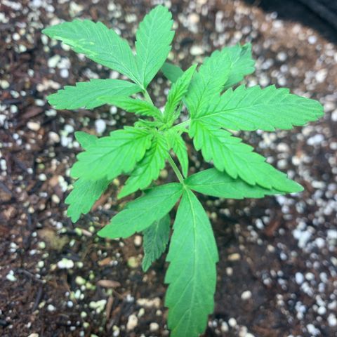 Power flower growlog timeline photo