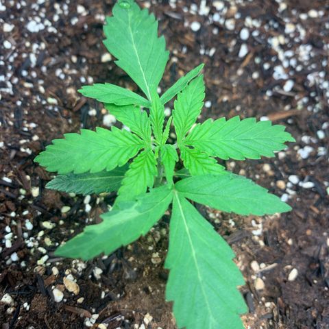 Power flower growlog timeline photo