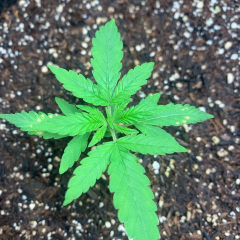 Power flower growlog timeline photo
