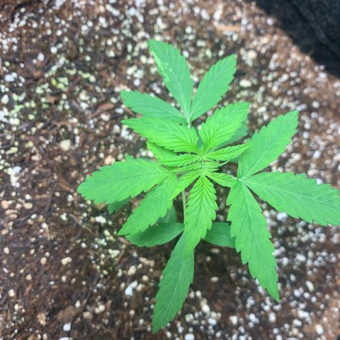 Power flower growlog timeline photo
