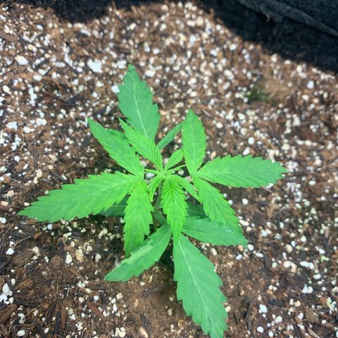 Power flower growlog timeline photo