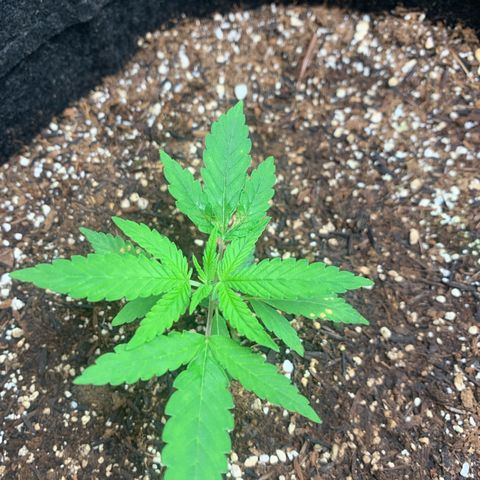 Power flower growlog timeline photo