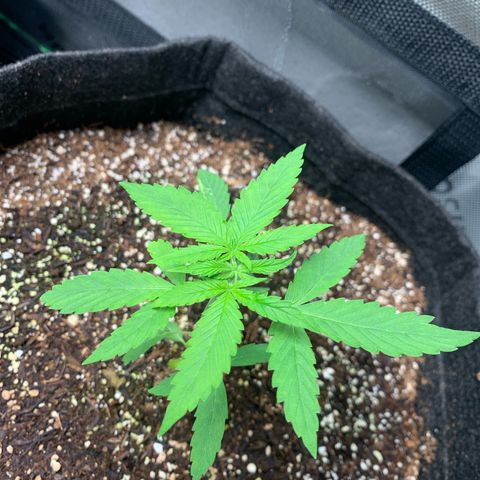 Power flower growlog timeline photo