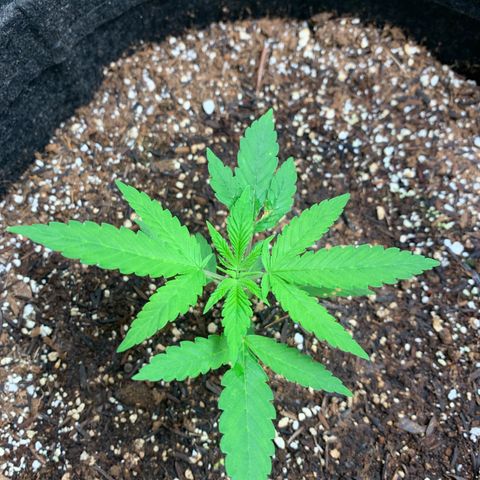 Power flower growlog timeline photo