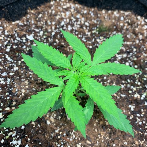 Power flower growlog timeline photo