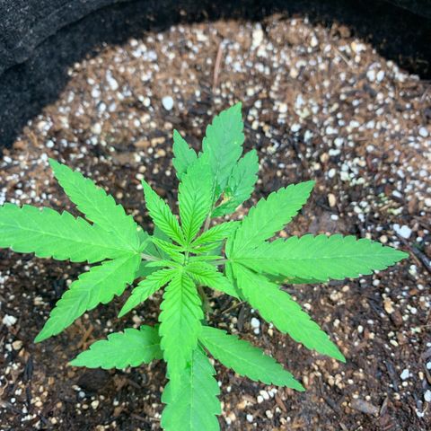 Power flower growlog timeline photo