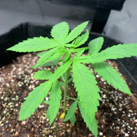 Power flower growlog timeline photo