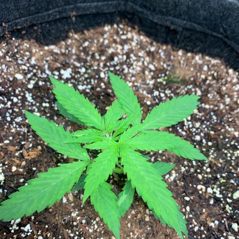 Power flower growlog timeline photo