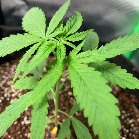Power flower growlog timeline photo