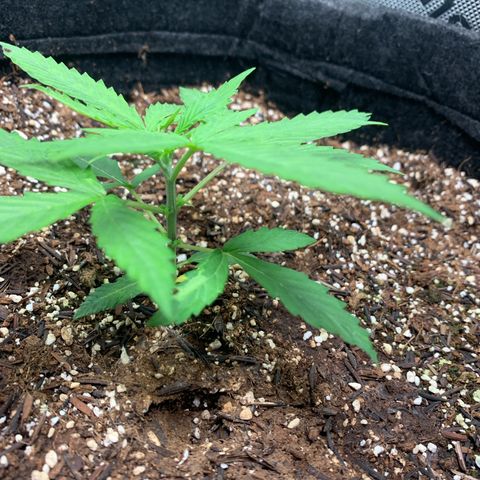 Power flower growlog timeline photo