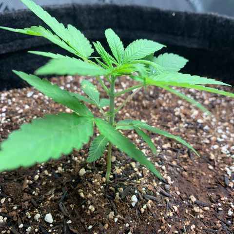 Power flower growlog timeline photo