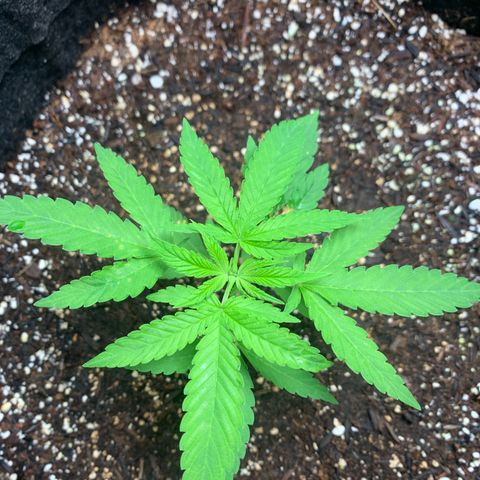 Power flower growlog timeline photo
