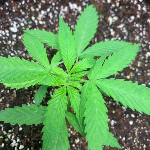 Power flower growlog timeline photo