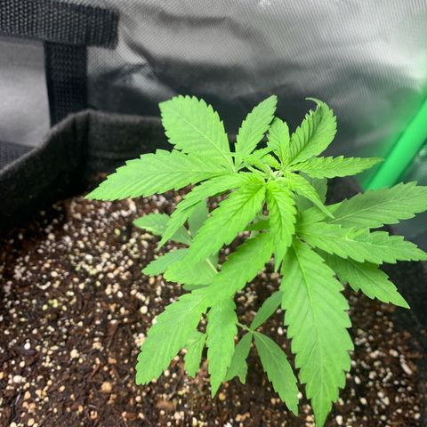 Power flower growlog timeline photo
