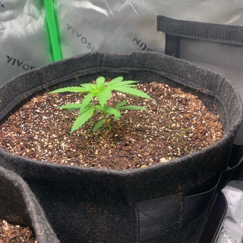 Power flower growlog photo: Travadas 