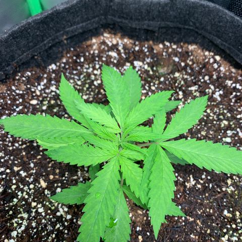 Power flower growlog timeline photo