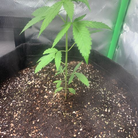 Power flower growlog timeline photo
