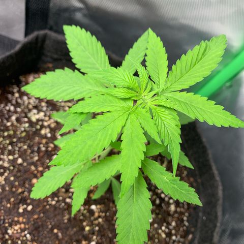 Power flower growlog timeline photo