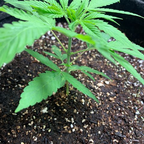 Power flower growlog timeline photo