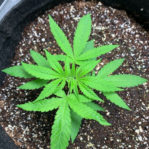 Power flower growlog timeline photo