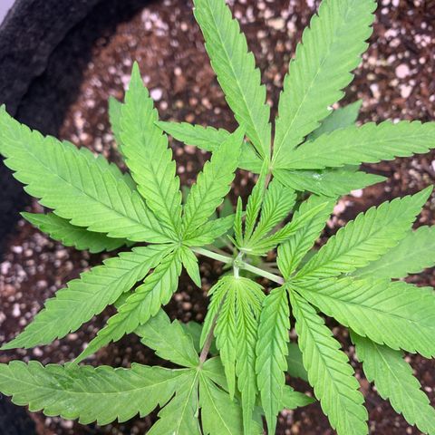 Power flower growlog timeline photo