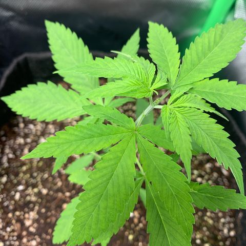 Power flower growlog timeline photo