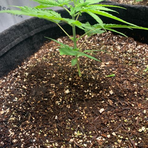 Power flower growlog timeline photo