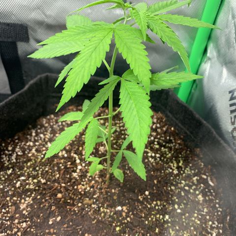 Power flower growlog timeline photo