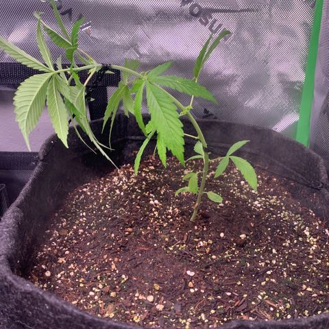 Power flower growlog timeline photo