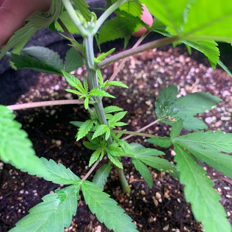 Power flower growlog timeline photo