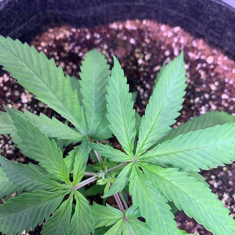 Power flower growlog timeline photo