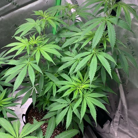 Power flower growlog timeline photo