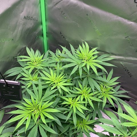 Power flower growlog timeline photo
