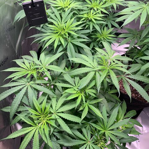 Power flower growlog timeline photo