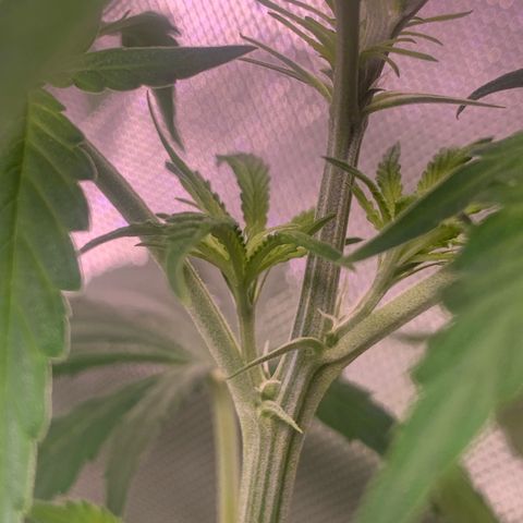 Power flower growlog timeline photo