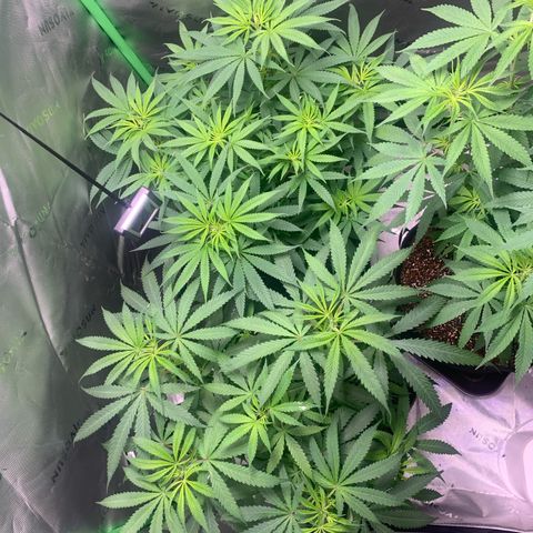 Power flower growlog timeline photo