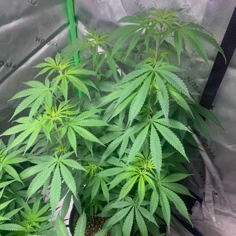 Power flower growlog timeline photo