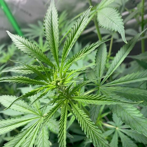 Power flower growlog timeline photo