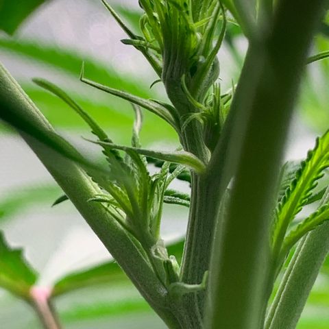 Power flower growlog timeline photo