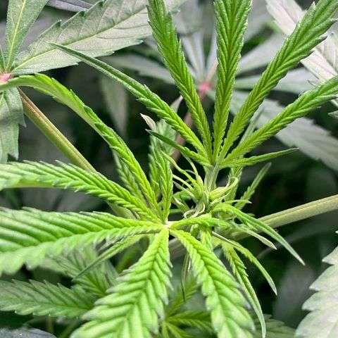 Power flower growlog timeline photo