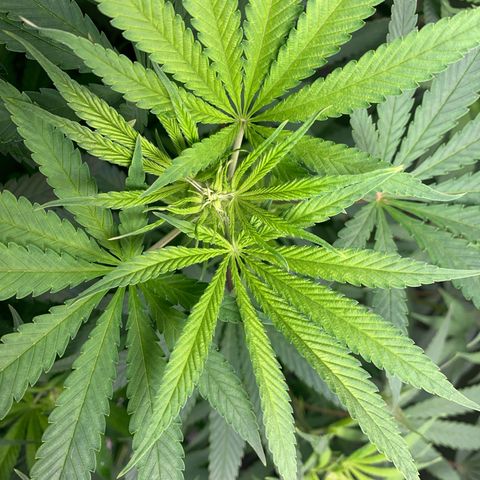 Power flower growlog timeline photo