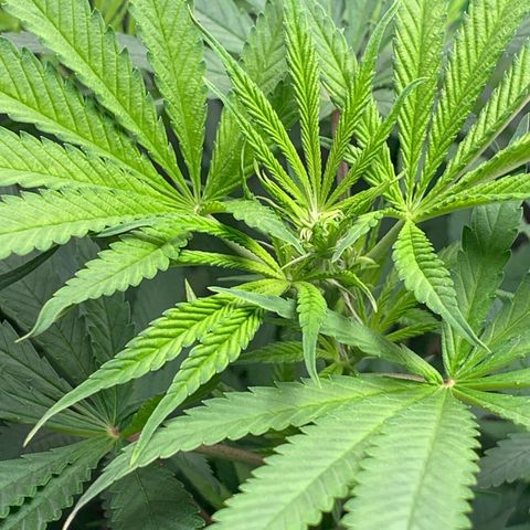 Power flower growlog timeline photo