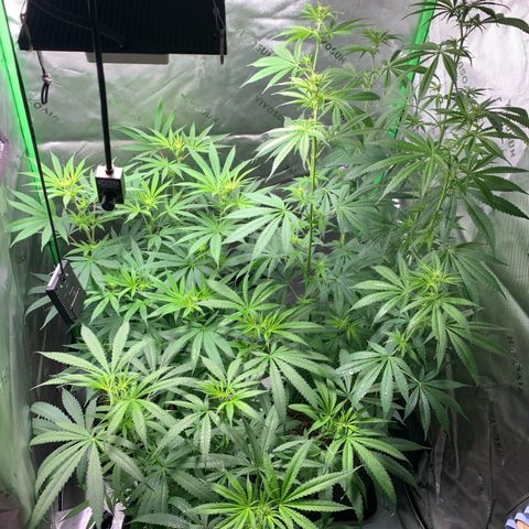 Power flower growlog timeline photo
