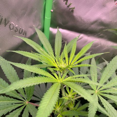 Power flower growlog timeline photo