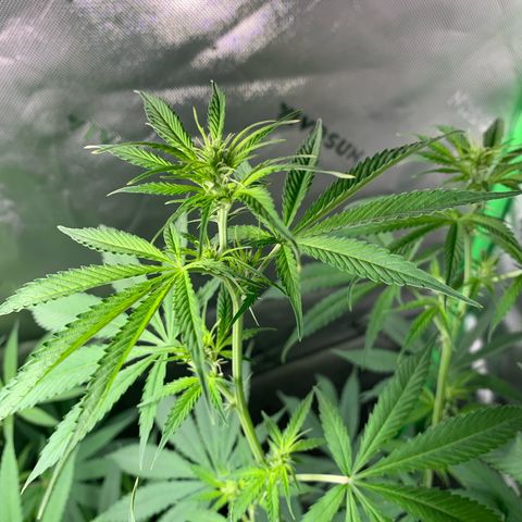 Power flower growlog timeline photo
