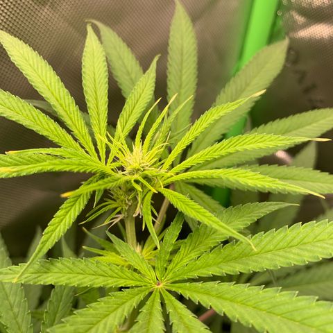 Power flower growlog timeline photo