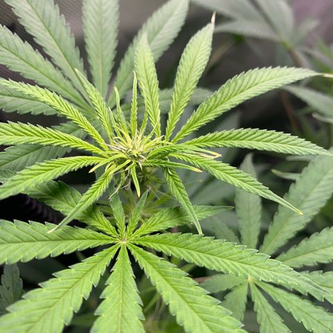 Power flower growlog timeline photo
