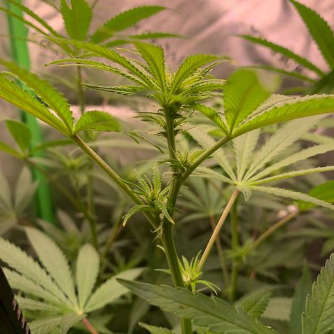 Power flower growlog timeline photo