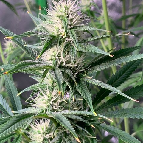 Power flower growlog timeline photo