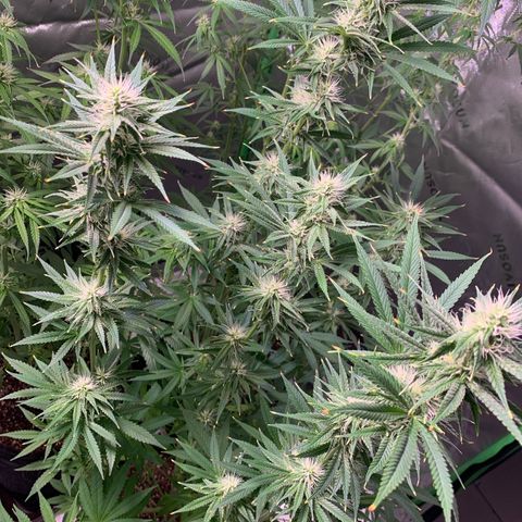 Power flower growlog timeline photo